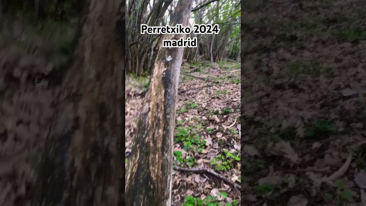El paraiso del perretxiko madrid 2024🌱🍄 #setas #mushroom #funghi #micologia #perretxiko