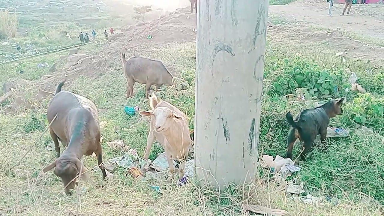 African feeding animals in a dry place in the jungle 