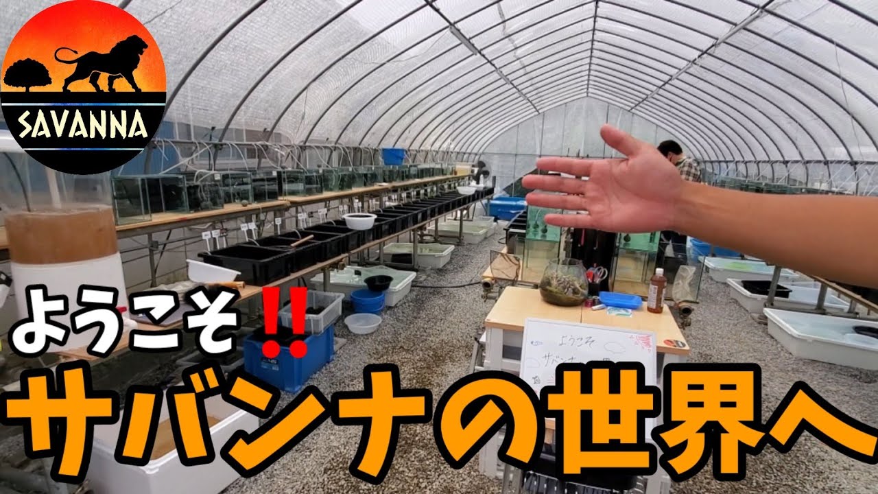 品種改良メダカ専門店めだか屋サバンナのビニールハウス❗スパークブルー.夜桜ゴールド青ラメ.竜章鳳姿.黒衣.王鱗.ドラゴンブルー.タルミロングフィン.アルビノ紅ほっぺ.安らぎAQUAちゃんねる
