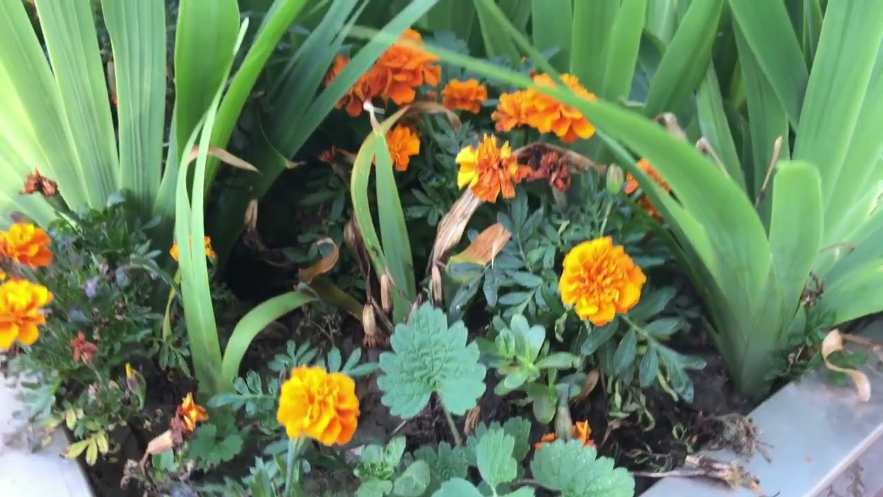 MEU JARDIM, É MINHA FONTE DE INSPIRAÇÃO.