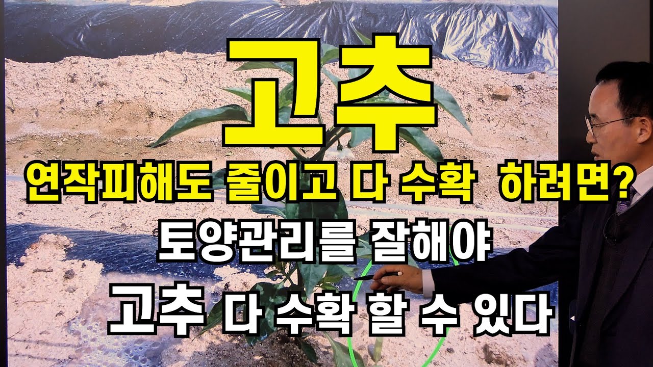 연작피해도 줄이고 다수확 하려면?, 토양관리를 잘 해야 고추 다수확 할수 있다
