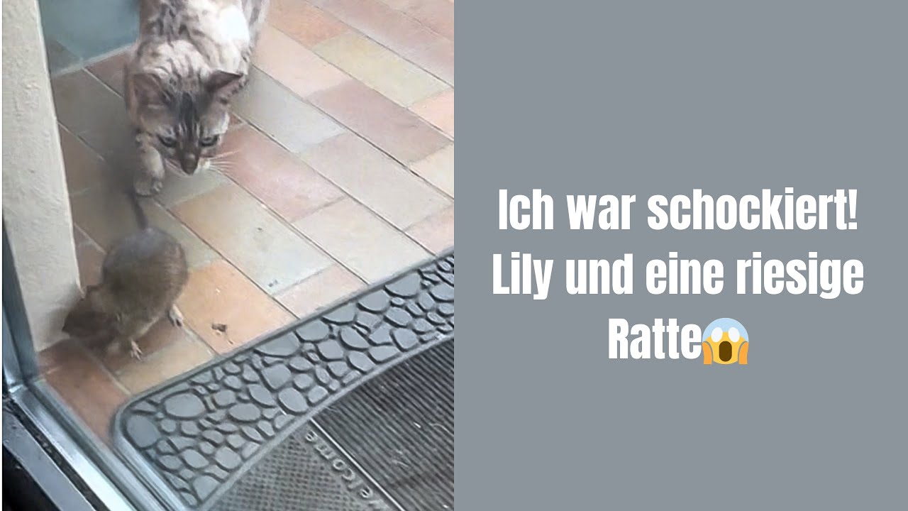 Ich war schockiert! Lily und eine riesige Ratte😱 #katzenvideos #katzenaufyoutube #katzen #katze  