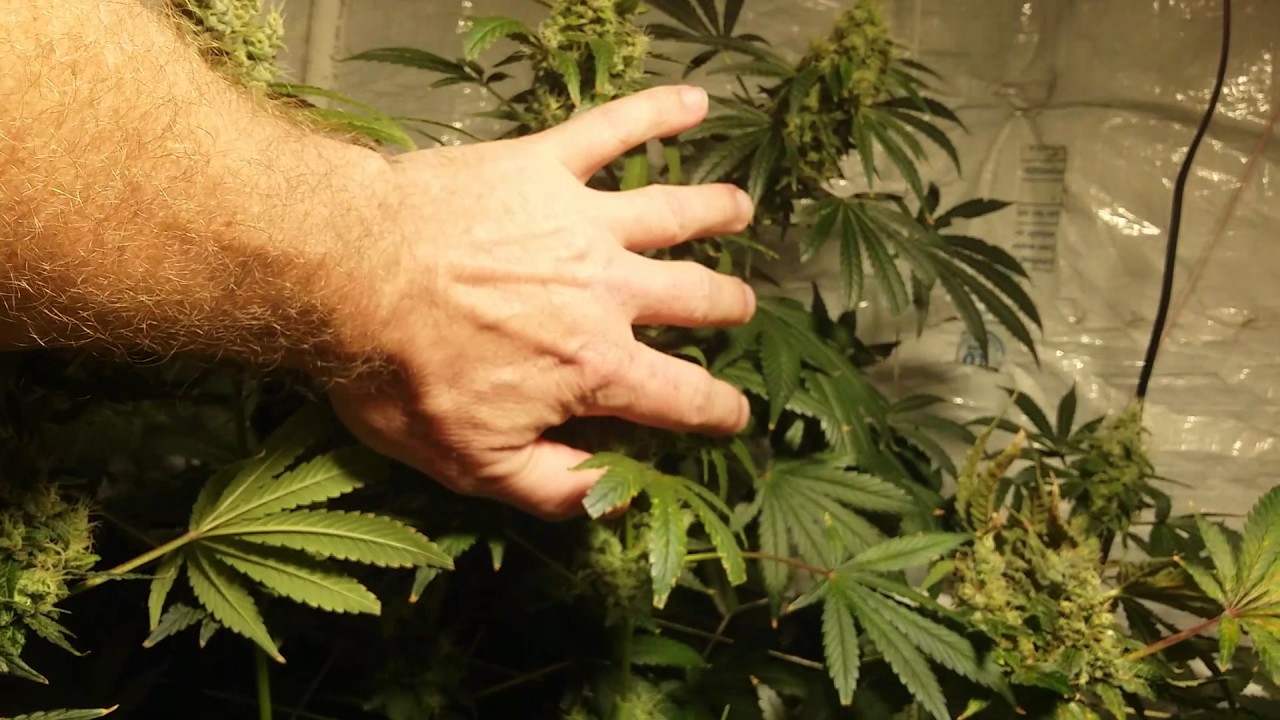 SK 300 LED, Day 48:  LSD, Violator Kush, Kritikal K