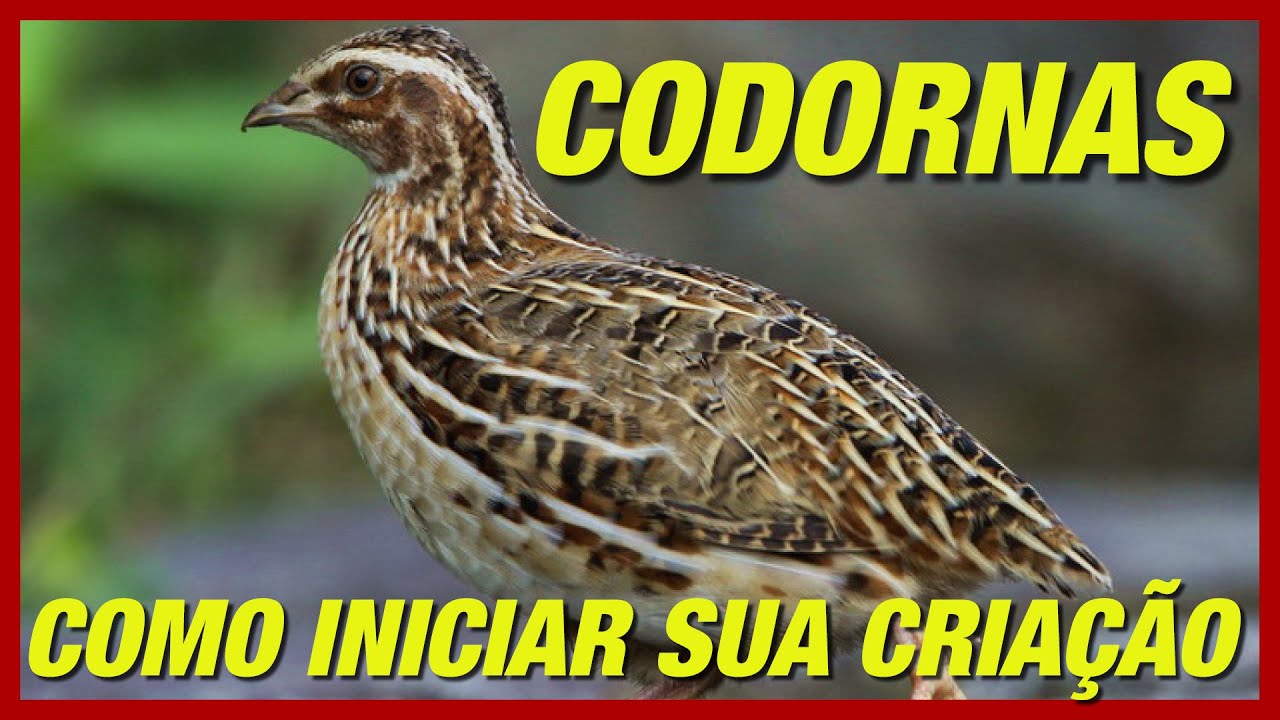 COMO CRIAR CODORNAS PASSO A PASSO PARA INICIAR SUA CRIAÇÃO COM SUCESSO