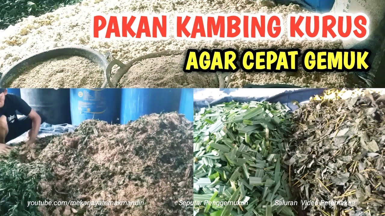 TERBUKTI 20 HARI SUDAH GEMUK | PENGGEMUKAN KAMBING JANTAN UMUR 6/7 BULAN