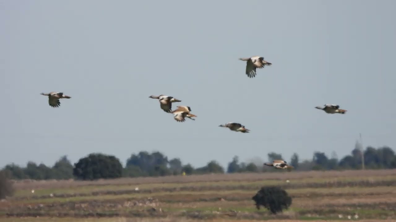 AVUTARDAs volando...se ven poco...muuuy pocas veces. Prefieren huir a ...pata...