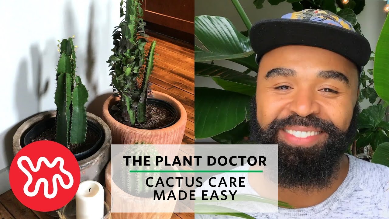 Cactus Care Made Easy | The Plant Doctor