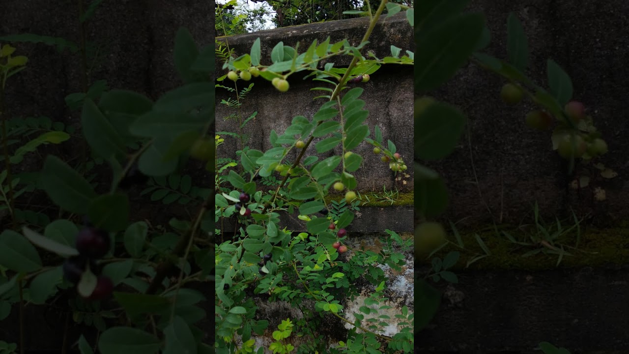 Road side fruits  #freshnature