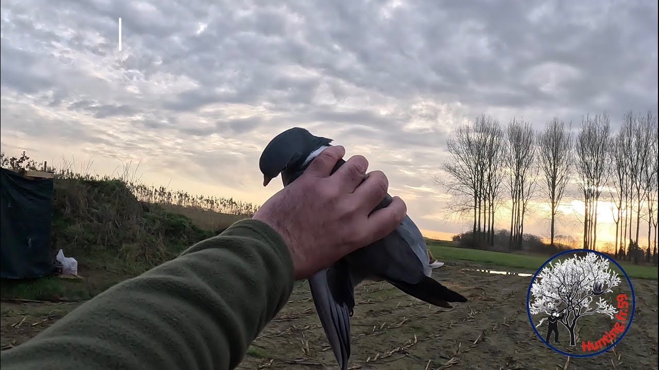 Chasse au pigeon ramier, Janvier 2026