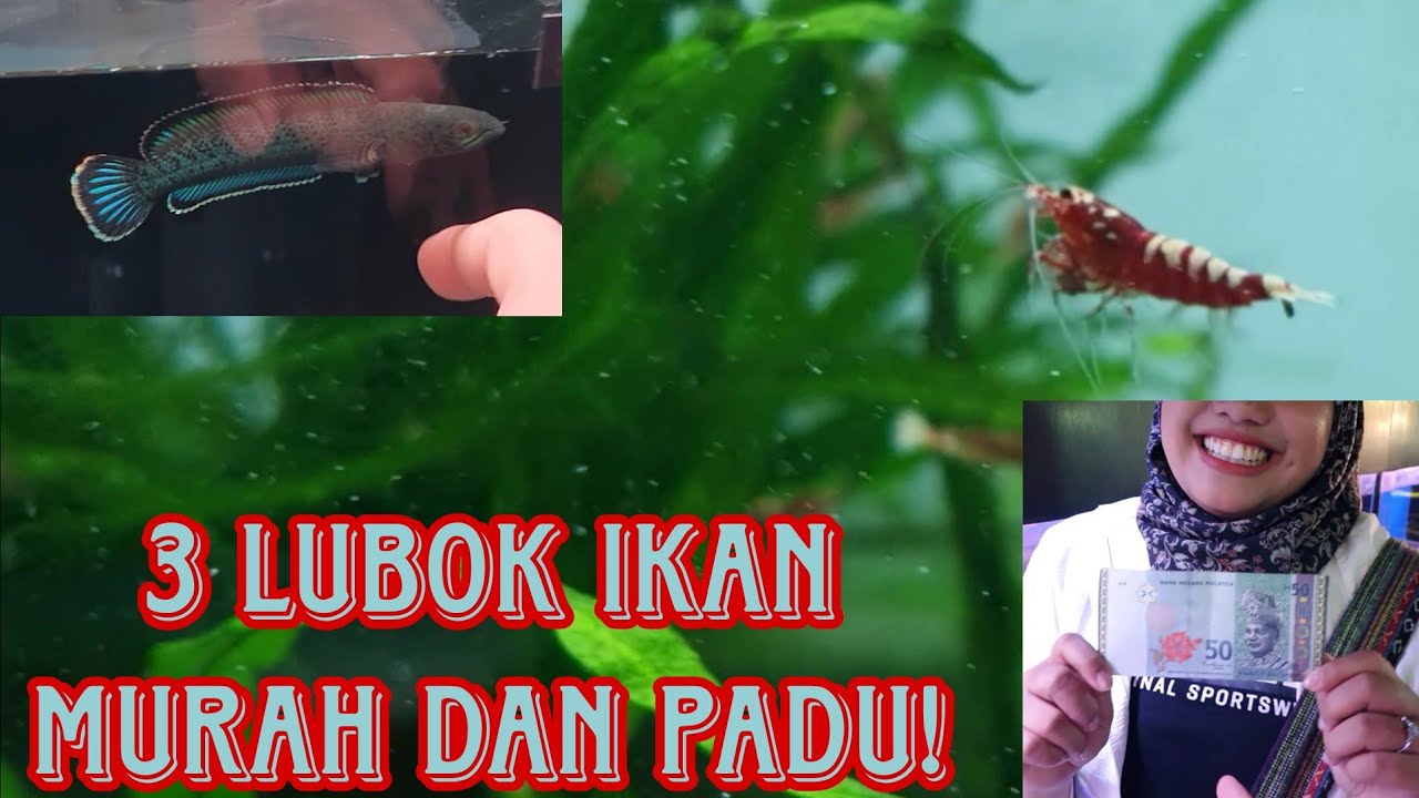 TOP 3 KEDAI IKAN TERBAIK DI PASAR PUDU. WAJIB SINGGAH!