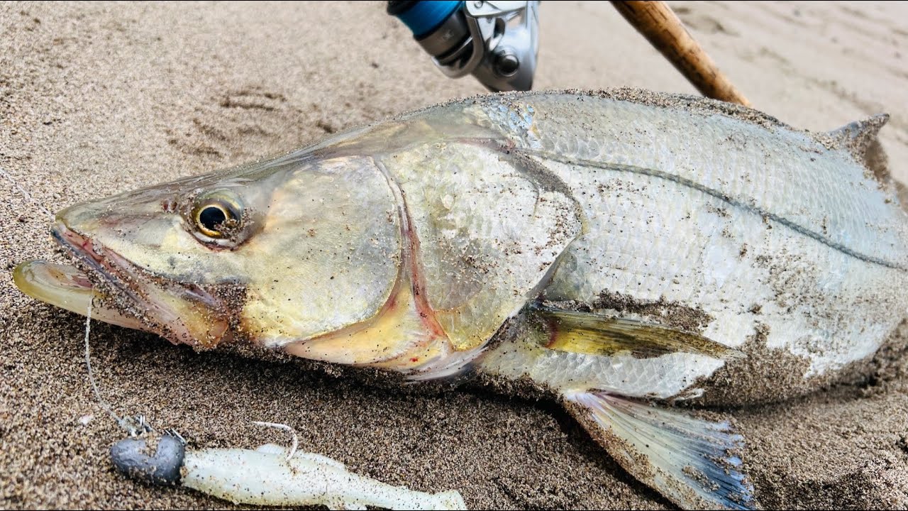 RÓBALO de TEMPORADA!!  Pesca de playa..