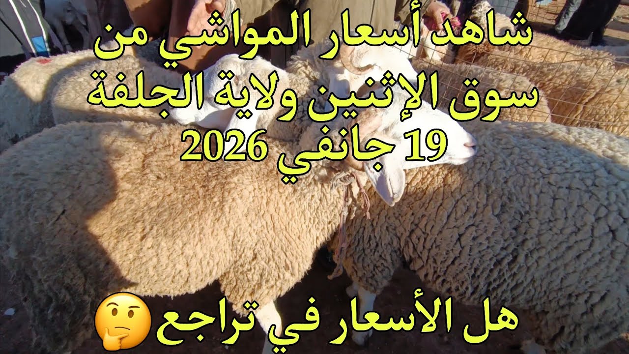 اسعار المواشي اليوم في الجزائر سوق الجلفة الإثنين 19 جانفي 2026
