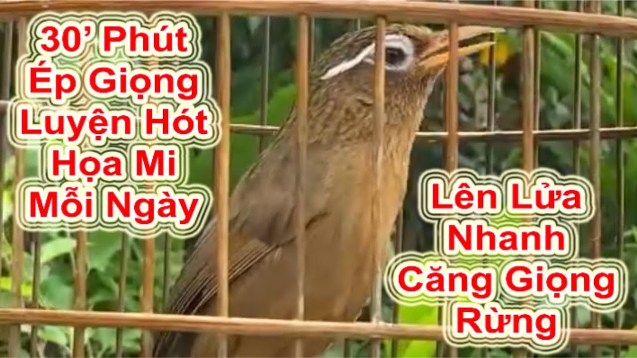 30 Phút Ép Giọng Luyện Hót Họa Mi Mỗi Ngày – Lên Lửa Nhanh, Căng Giọng Rừng