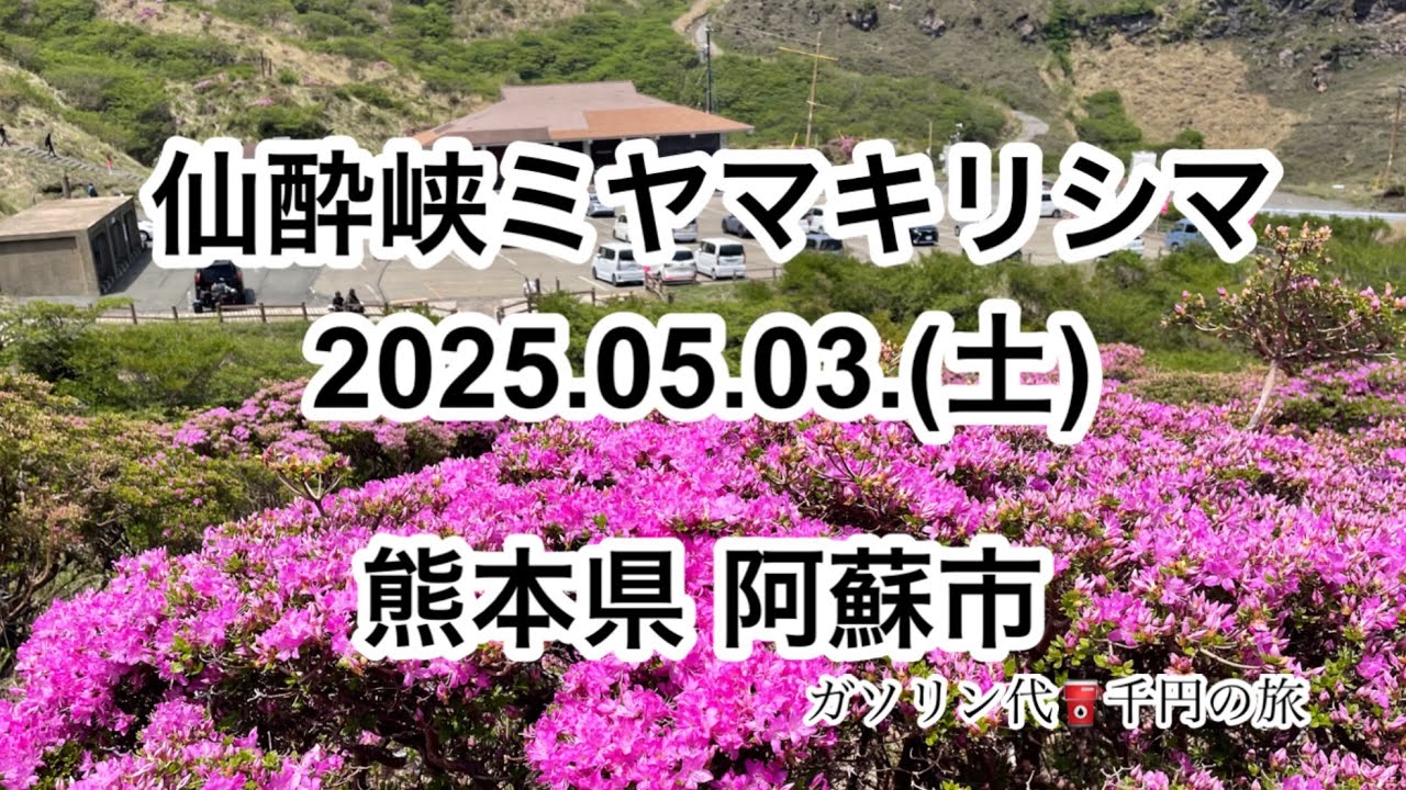 やまなみハイウェイを走り、ミヤマキリシマの仙酔峡へ　#やまなみハイウェイ　#阿蘇　#ガソリン代千円の旅