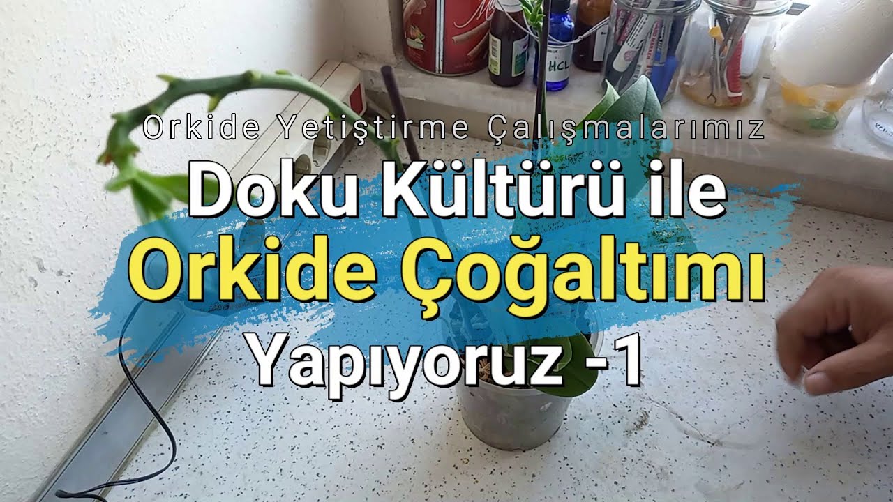 Doku Kültürü ile Keikiden Orkide Çoğaltımı Yapıyoruz.