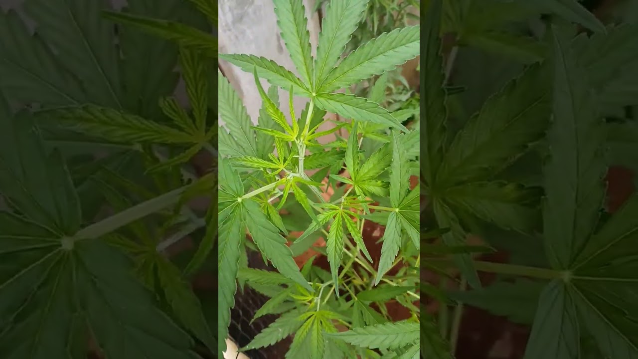 minha planta ao ar livre 51 dias começando florecer