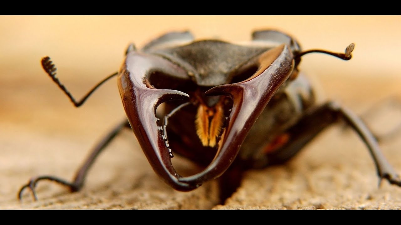 On the origins of novelty and diversity in development and evolution case studies on horned beetles