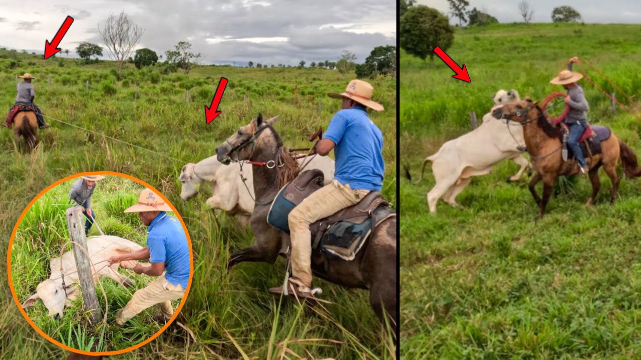 FOMOS A CAÇADA DE UM BOI QUE ESTAVA NO VIZINHO BICHO DEU TRABALHO 😰