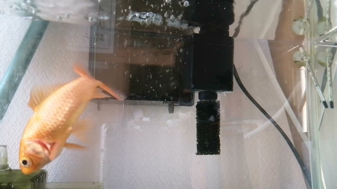 べ〜ちゃんの金魚飼育日記　964日
