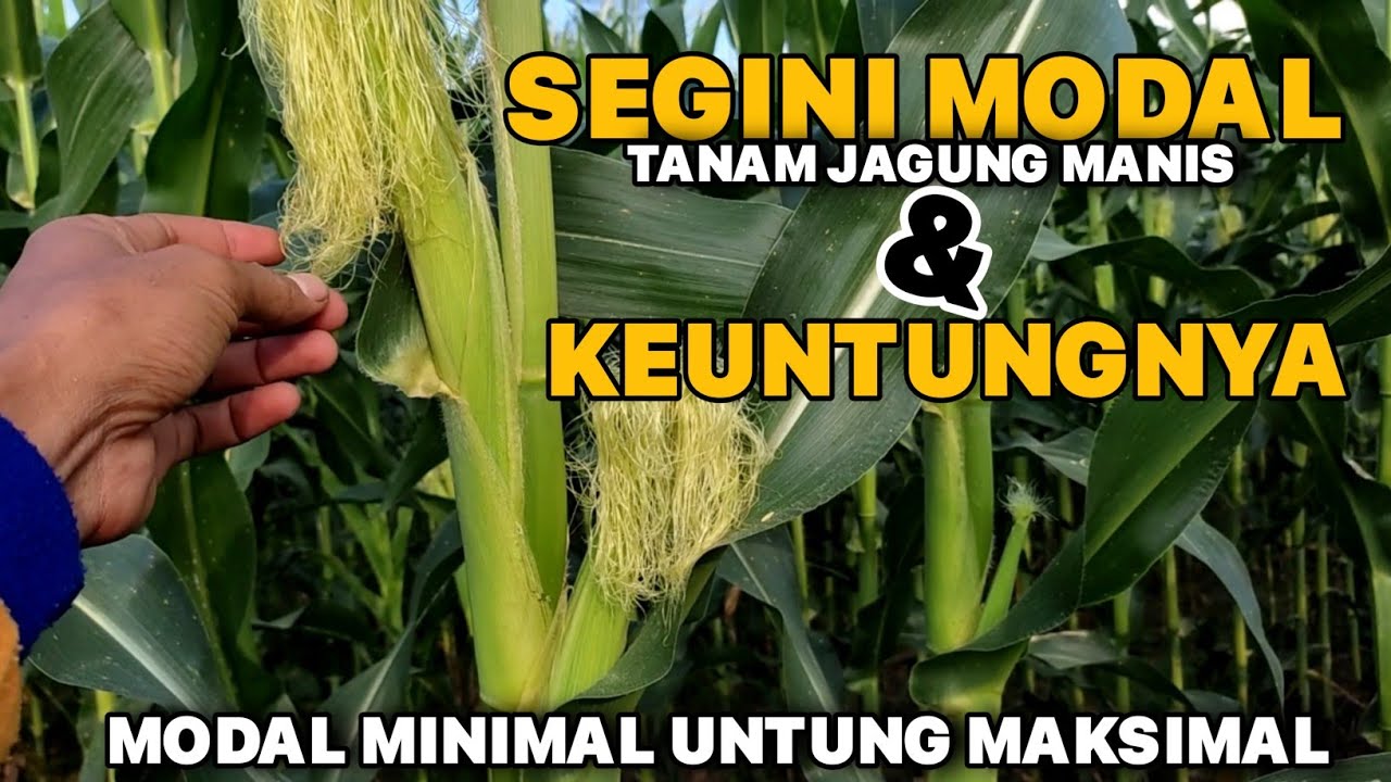 TOTAL MODAL TANAM JAGUNG MANIS MULAI SPRAY SAMPAI PANEN