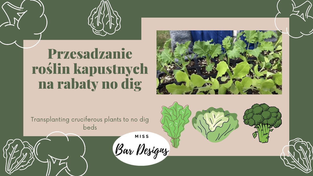 Przesadzanie roślin kapustnych na rabaty no dig 🌱 Transplanting cruciferous plants to no dig beds