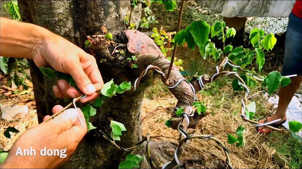 Uốn tiếp lão khế