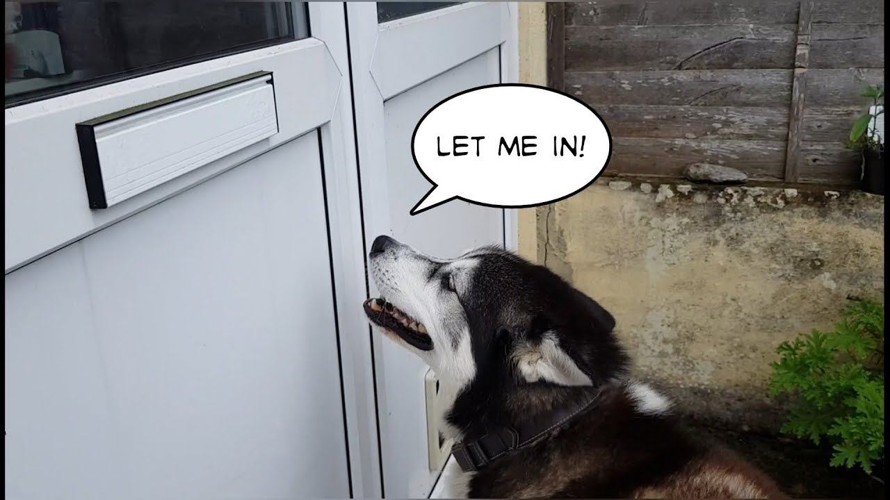 Husky calls for his best friend time and time again | Sherpa and Keyush