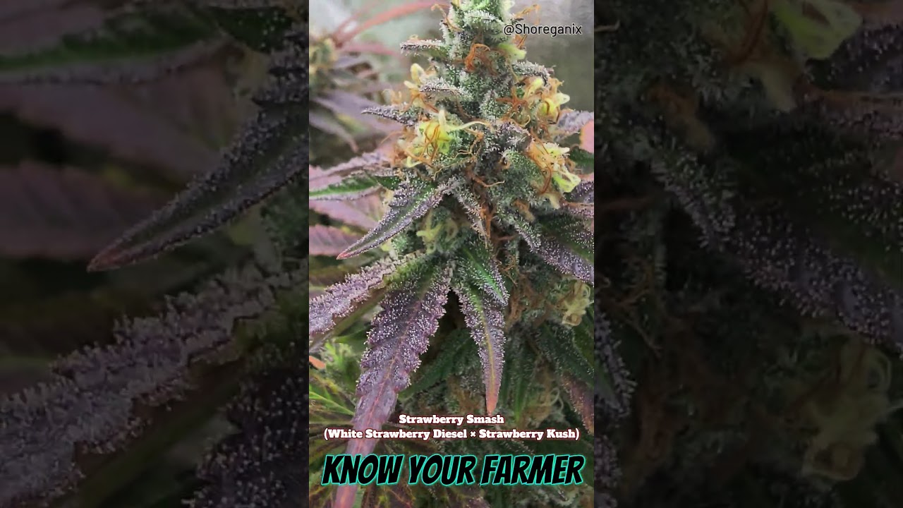 Strawberry Smash - (White Strawberry Diesel &times; Strawberry Kush), Day 65 Bloom. Indoor Grown Rare Dank