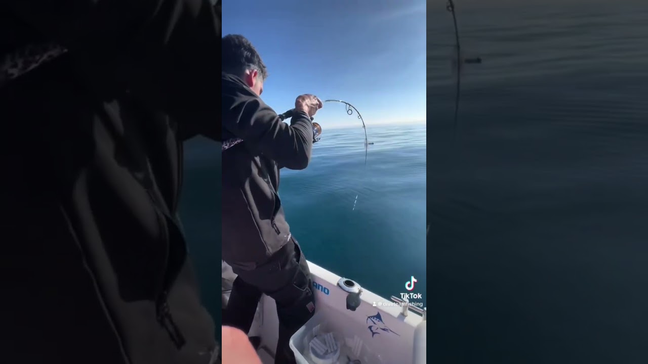 Bonito Dentex al vivo 