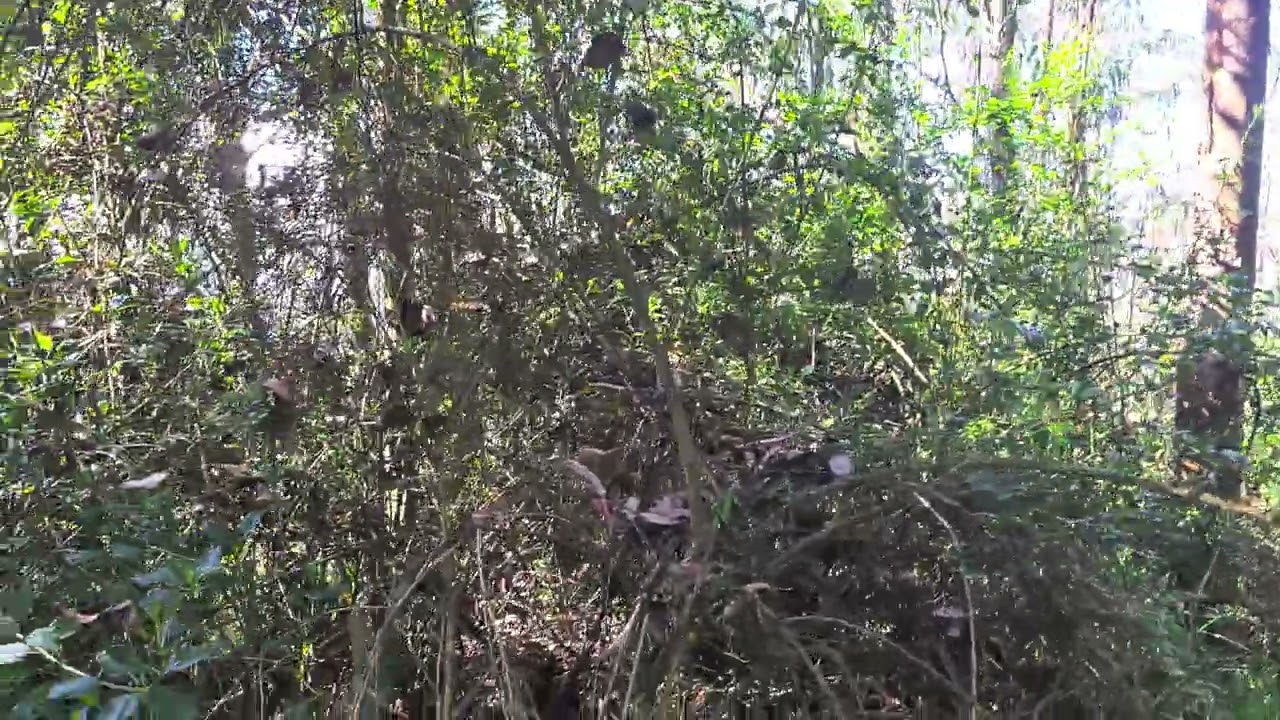 CAMINATAS Y AVENTURAS AL EXTREMO UN HERMOSO Y BENDECIDO DIA.PARA TODOS Y SUSCRIBETE