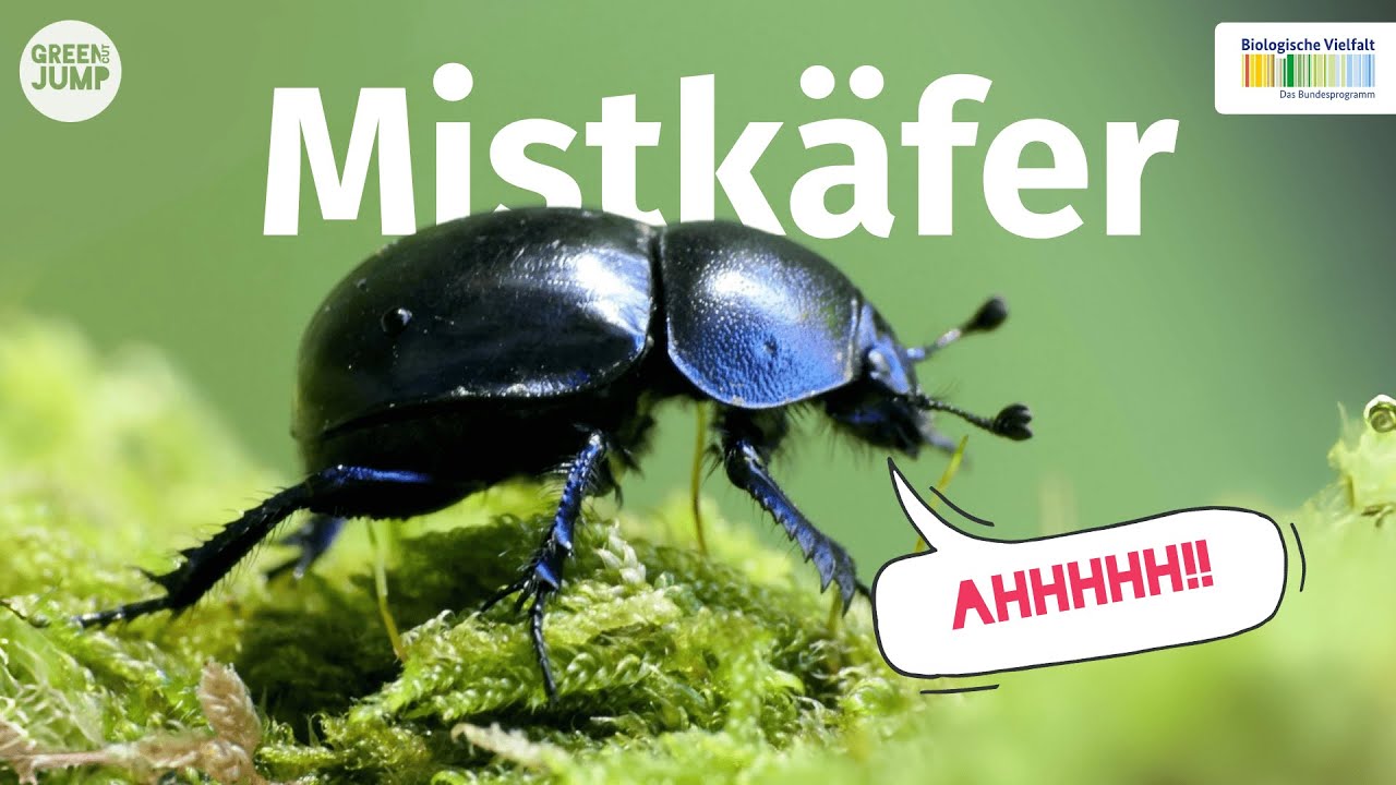 Mistk&auml;fer - Der kleine Schreihals des Waldes