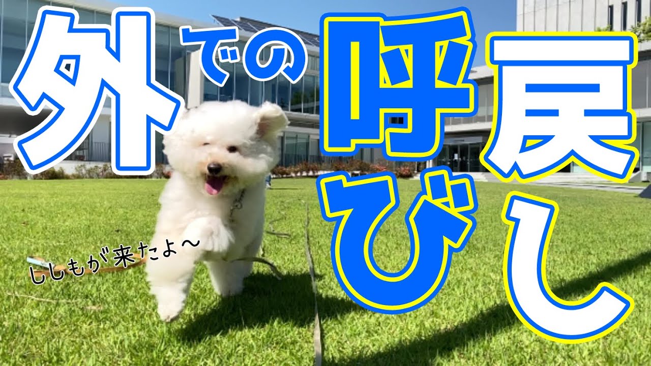 【犬のしつけ】呼び戻しの教え方。普段のお散歩でどんなトレーニングをしているか？