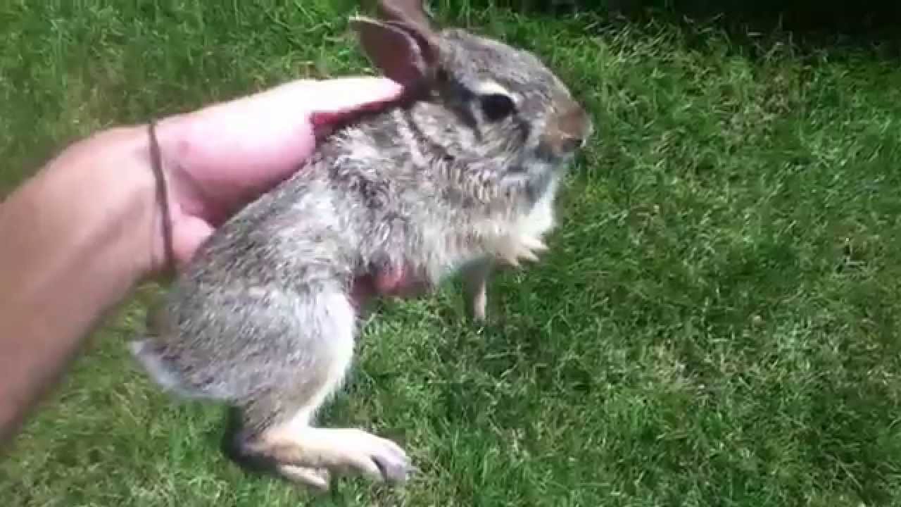 Holding a wild rabbit.