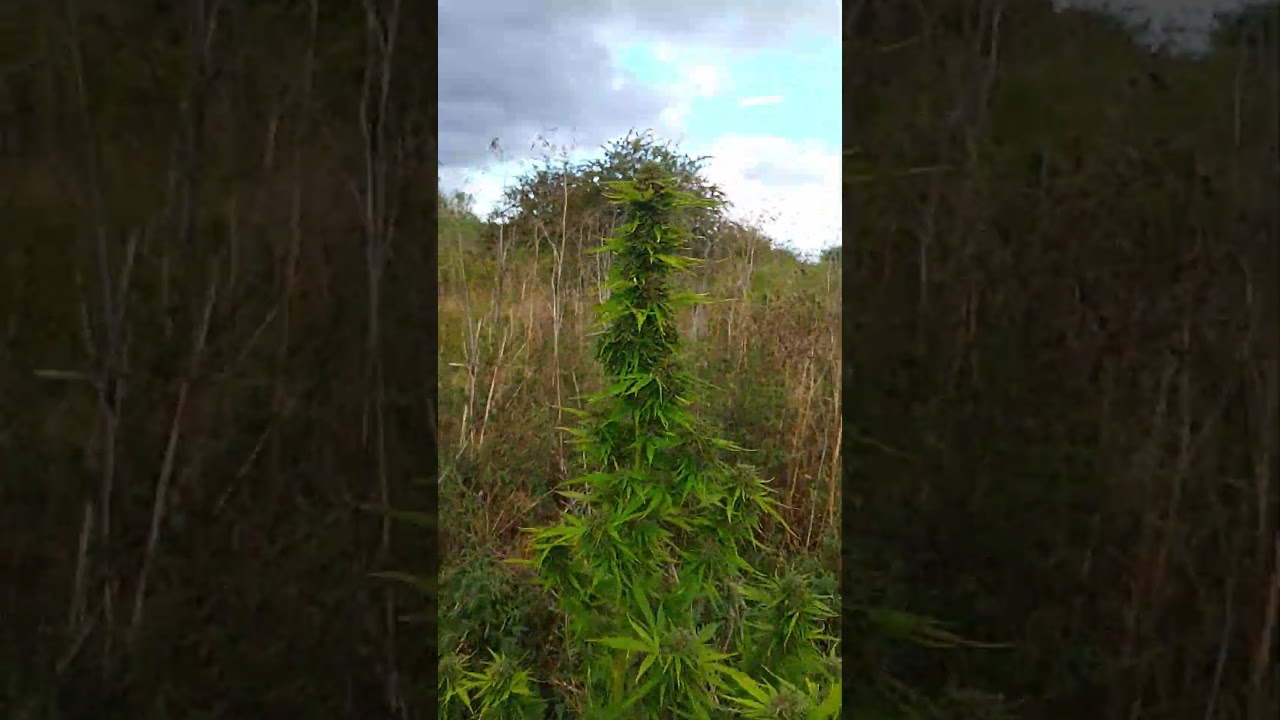 #2024 #urban#guerilla #grownfromseed  #fristyeardreambig#riptidevancejoy