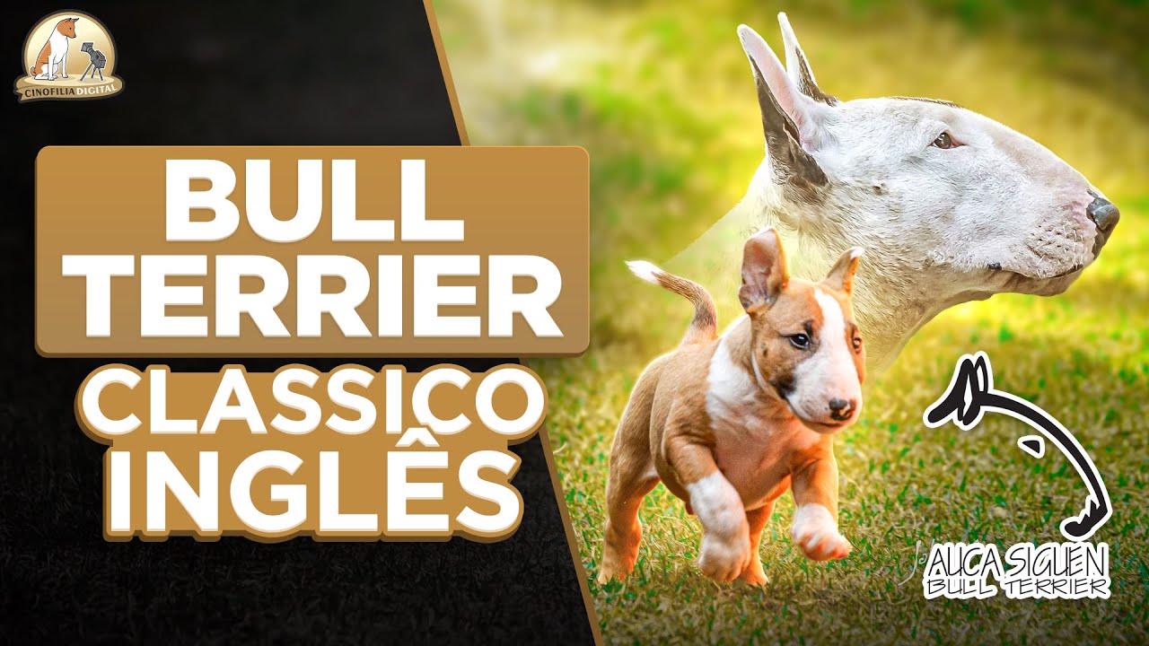 Bull Terrier: O Gladiador dos Cães ou um Companheiro Brincalhão? | Cinofilia Digital