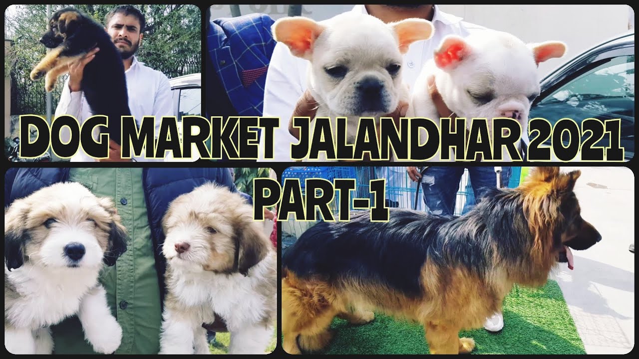 Wholesale Dog Market at Jalandhar Dog show 2021 February  PART 1 | Gold Medal Kennels