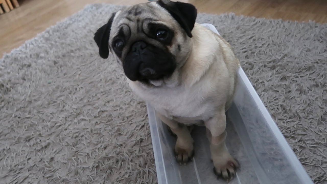 The Pug Foot Spa
