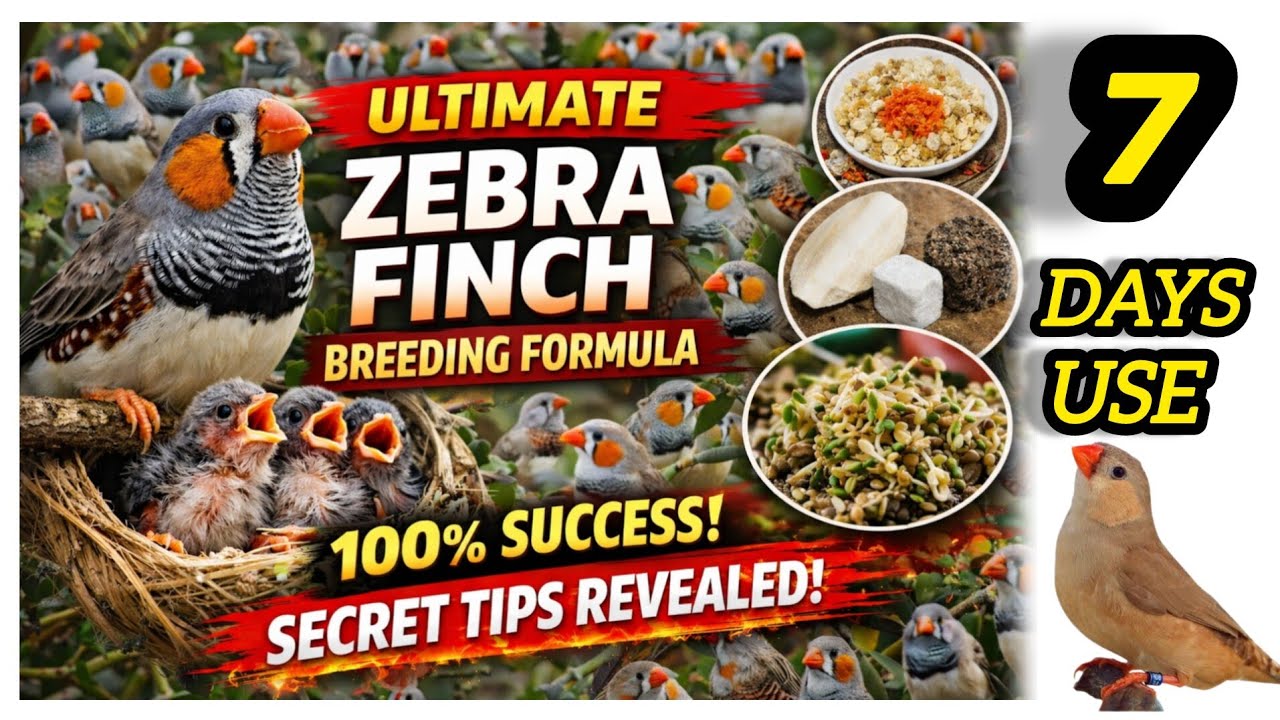 Zebra Finch Breeding Formula 2026 | 100% Success Secret Tips Revealed! 🐣🔥