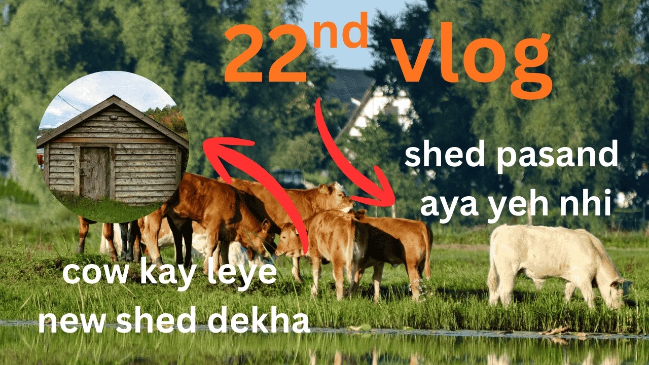 Vlog 22 | new shed dekha | pasand aya kay nhi | daily routine at dairy farm |