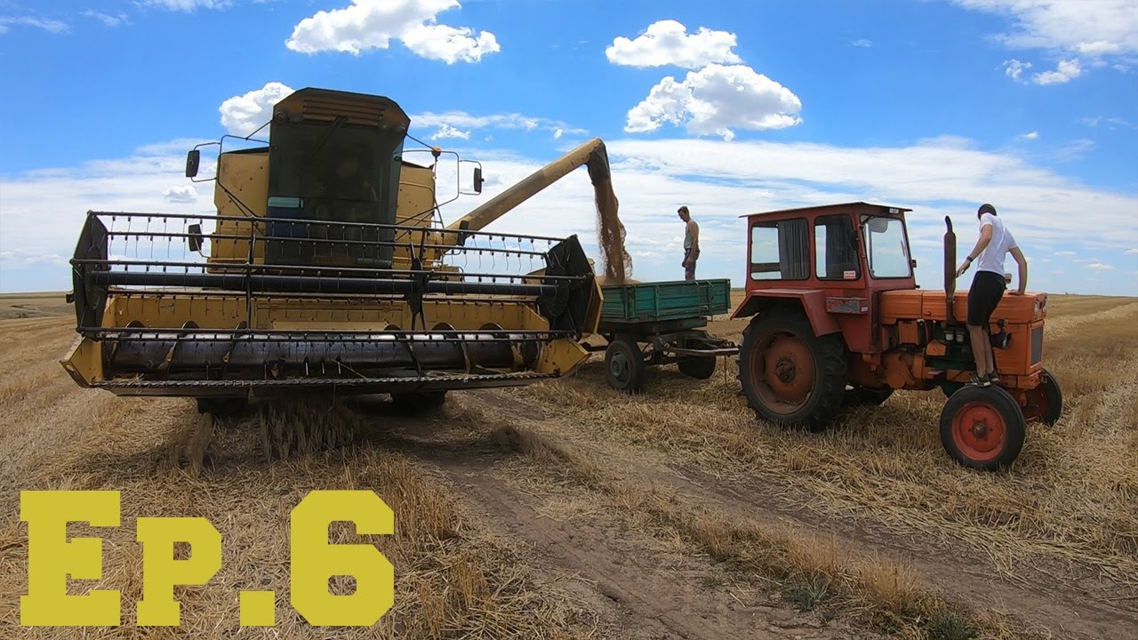 Campanie Treierat grau 2022-Ep.6(Cât grâu am scos fără îngrășăminte)