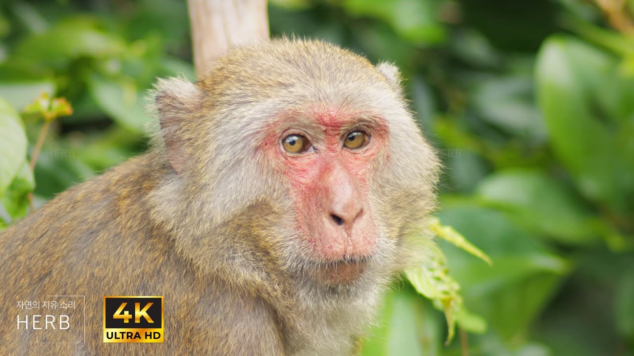 The world’s most beautiful monkey eyes | Relaxing wildlife ambience with stream sounds
