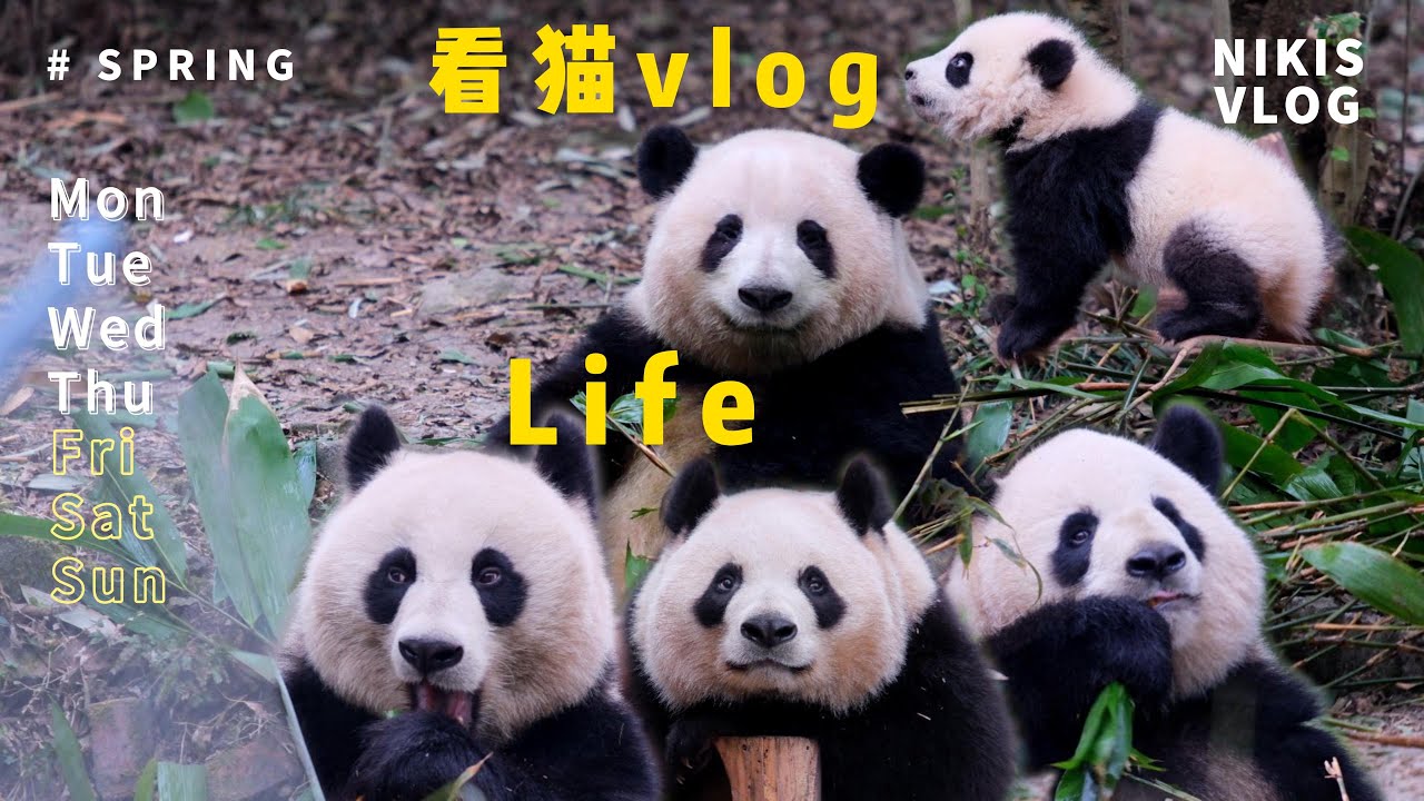 1月25日 3小时韭菜花叶 四大贵妇计划#panda#huahua#cute#大熊猫#animals
