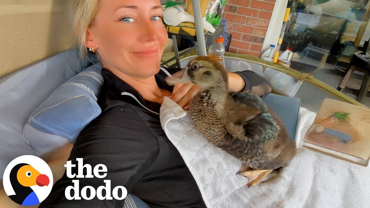 Woman Adopts A Duckling Found In The Middle Of The Road | The Dodo
