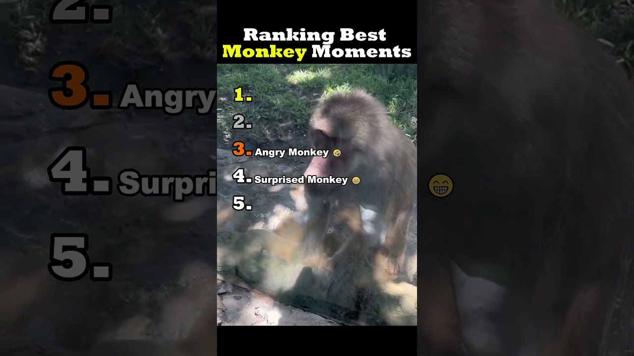🐒 Best 