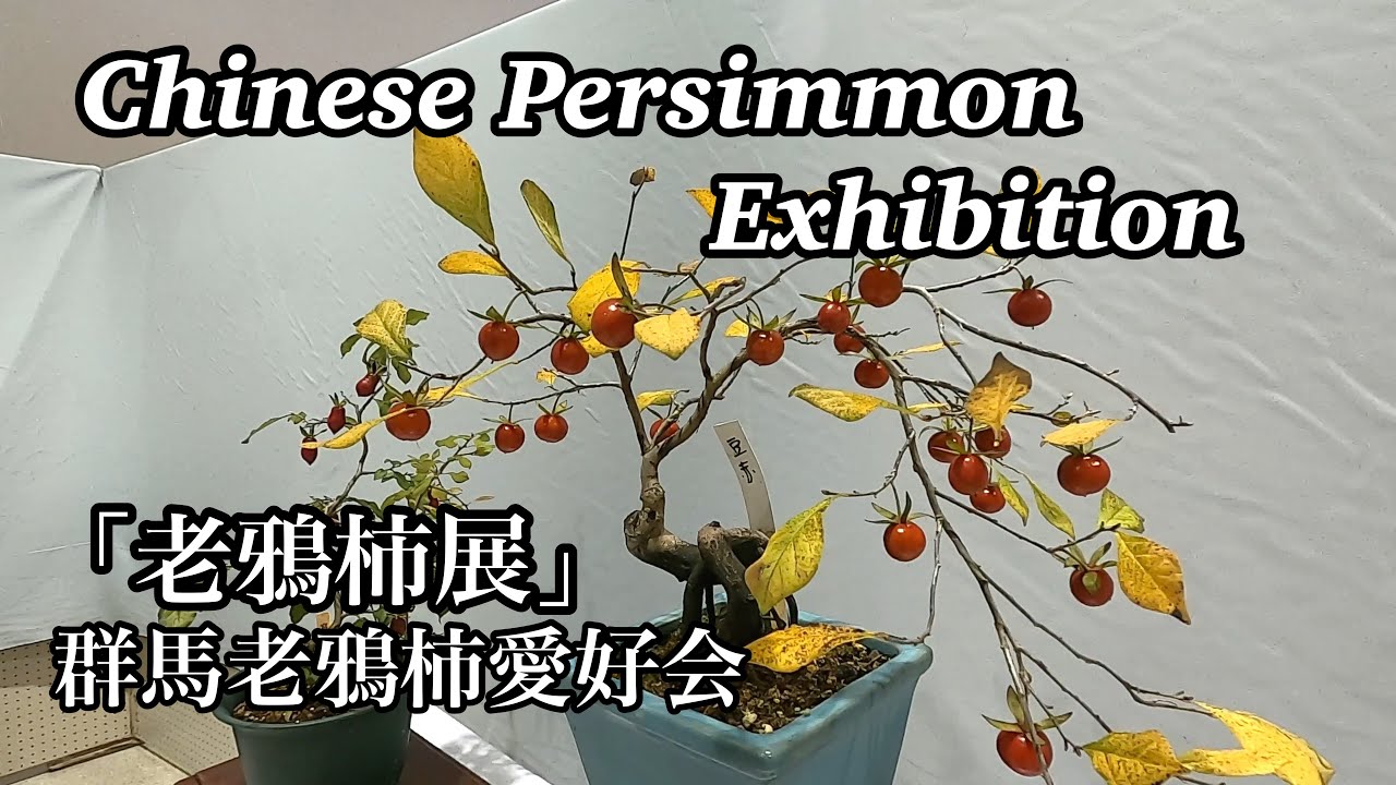 老鴉柿展 (群馬老鴉柿愛好会) ／Chinese Persimmon Exhibition