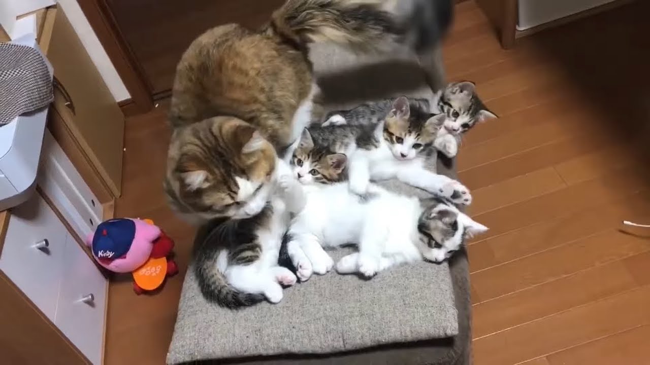 最後の朝を迎えたオイロがかわいい
