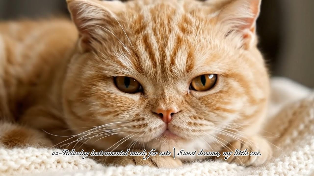 02 Relaxing instrumental music for cats