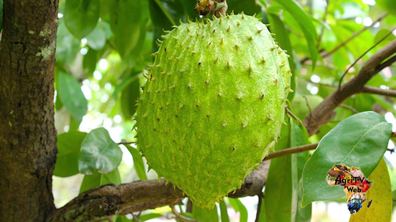 Investir dans la culture du corossol