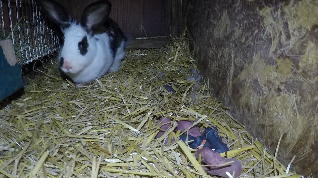 Ostatni kwietniowy wykot, sprzątanie w klatkach w Hodowli Królików