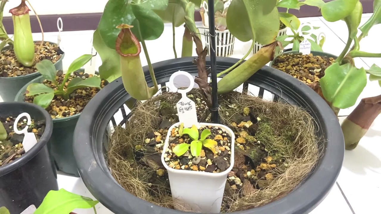 TRIVIA NEPENTHES / KANTONG SEMAR SPESIES: TRUNCATA